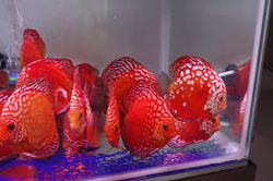 Symphysodon sp. Pigeon Panda Super Red