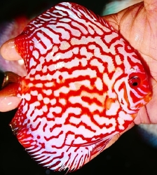 Symphysodon sp. Pigeon Super Red(China grade AAA) XL