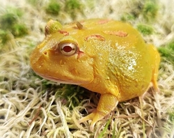 Ceratophrys cranwelli pikachu - Rohatka Cranwellova žlutá