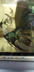 Pterophyllum scalare "Pinoy Black Avatar Long Fin"