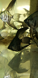 Pterophyllum scalare "Pinoy Black Avatar Long Fin"