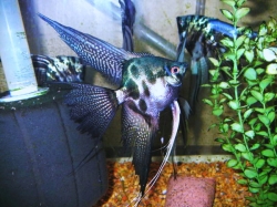 Pterophyllum scalare "Blue Pinoy Clown"