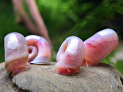 Planorbella duryi pink