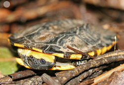 Platemys platycephala