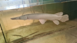 Atractosteus spatula "Snow Platinum Alligator Gar" NEW  XL