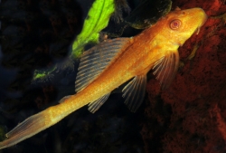 Hypostomus plecostomus gold