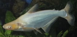 Pangasius sutchi Albino  