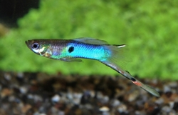 Poecilia endler japan blue