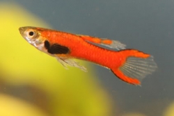 Poecilia endler red