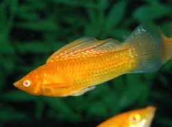 Poecilia latipinna red gold