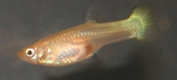Poecilia ret. female german yellow