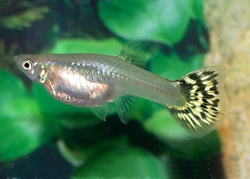 Poecilia ret. female green cobra