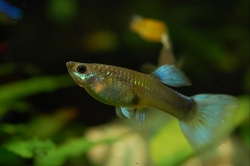 Poecilia ret. female metalic blue neon