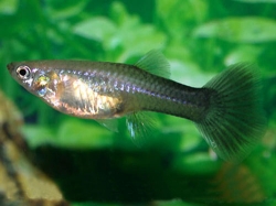 Poecilia ret. female tuxedo black