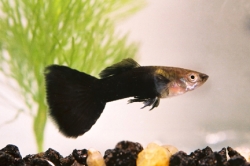 Poecilia ret. male black
