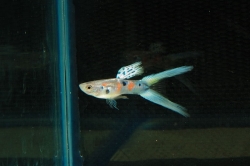 Poecilia ret. male blue scissor tail