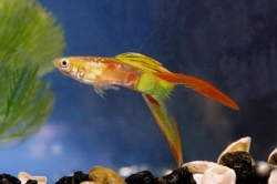 Poecilia ret. male Calico Double Sword