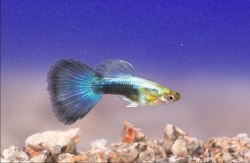 Poecilia ret. male metallic blue neon