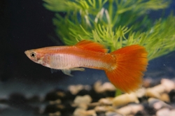 Poecilia ret. male rainbow red