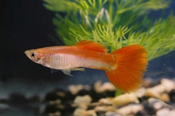 Poecilia ret. male rainbow red