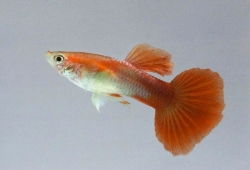 Poecilia ret. male red blond