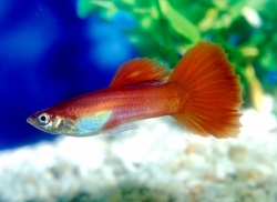 Poecilia ret. male red