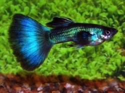 Poecilia ret. male royal turquoise male