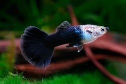 Poecilia ret. male tuxedo black