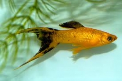 Poecilia sphenops gold black lyra