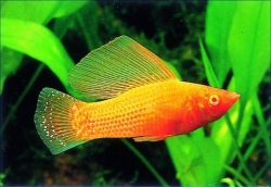 Poecilia velifera red gold