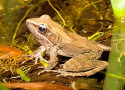 Polypedates leucomystax