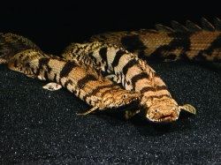 Polypterus endlicheri