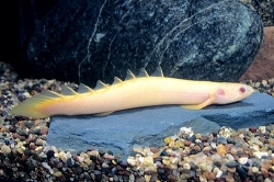 Polypterus senegalus albino