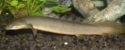 Polypterus senegalus