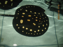 Potamotrygon leopoldi P13