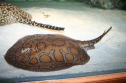 Potamotrygon sp. "Blue Mantilla" 