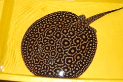 Potamotrygon motoro marble