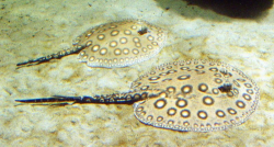 Potamotrygon motoro Peru
