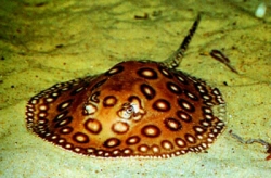 Potamotrygon motoro Orange spotted