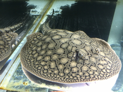 Potamotrygon sp. Xingu Snow Leopard Ultra Rare