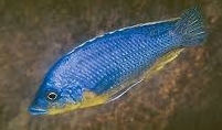 Protomelas hertae 7 - 9 cm
