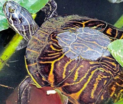 Pseudemys peninsularis 