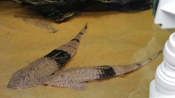 Pseudohemiodon cf.apithanos "Colombia"