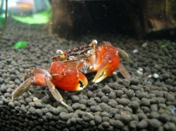 Pseudosesarma moeshi -Red mini Crab  
