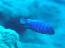 Pseudotropheus 