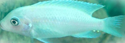 Pseudotropheus calanois "pearl white"