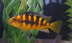 Pseudotropheus crabro  