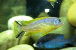 Pseudotropheus daktari