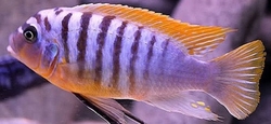 Pseudotropheus fainzilberi Red