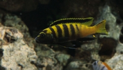 Pseudotropheus flavus